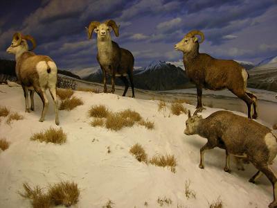 North American Animals diorama