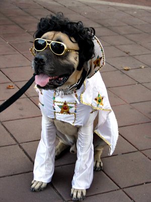 Elvis dawg