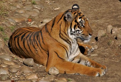 Sumatran Tiger (mom)