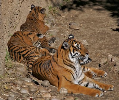 Sumatran Tiger family