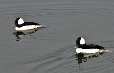 Bufflehead Ducks (2 males)