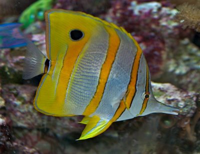 Butterfly fish