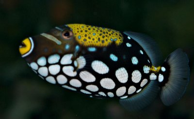 Clown Triggerfish