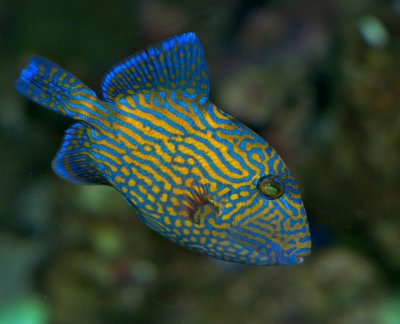 Bluelined triggerfish - Pseudobaslistes fucus