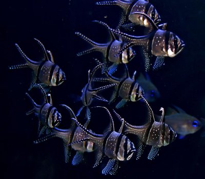 Banggai cardinalfish