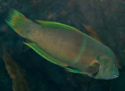 green banded wrasse ?