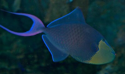 Red Tooth triggerfish