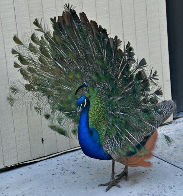 Juvenile Peacock displaying
