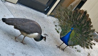 Juvenile Peacock displaying to unwilling adult female