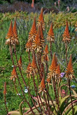 Aloe (South African)