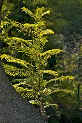 New branch, backlighted