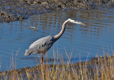 Great Blue Heron