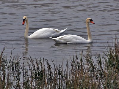 Swans in SoCal? Yes!