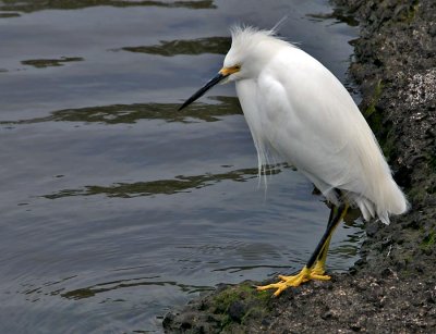 Snowy Egret (Young)