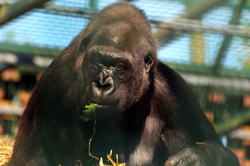 Eating his Greens