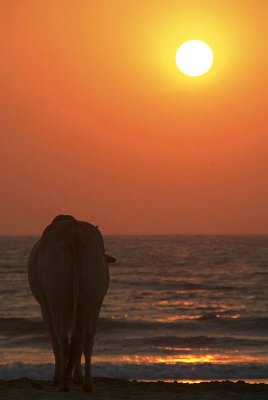 Cow Watching the Sunset Arambol