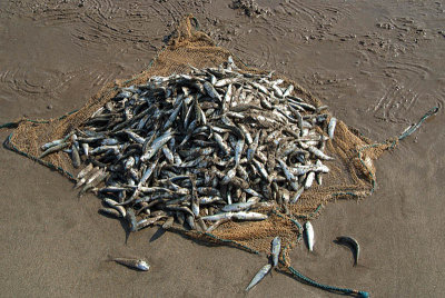 Pile of Fish Mandrem