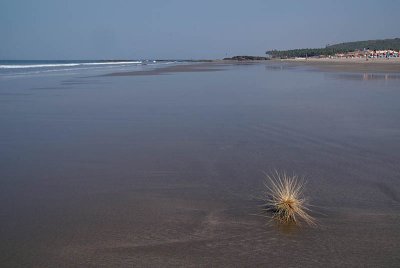 Tumble Weed on the Beach North Goa