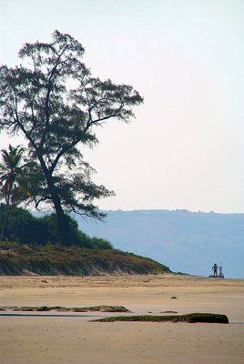 Tree by the Beach North Goa