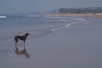Black Dog on the Beach Mandrem