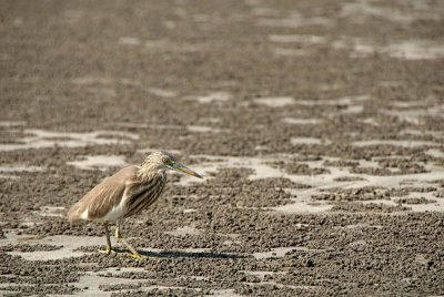 Pond Heron on Sand North Goa