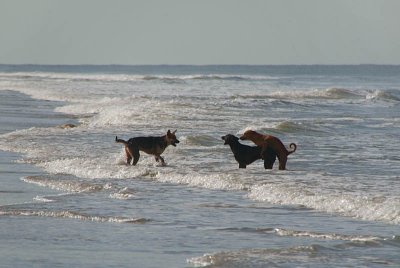Copulating Dogs in the Sea Arambol