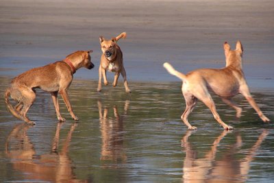 Dogs Playing on the Beach Arambol