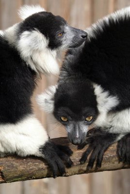 Black and White Ruffed Lemur - Varecia Variegata Variegata - Howletts 07