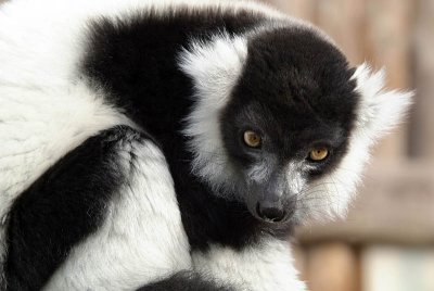 Black and White Ruffed Lemur - Varecia Variegata Variegata - Howletts 05