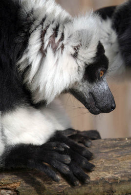 Black and White Ruffed Lemur - Varecia Variegata Variegata - Howletts 06