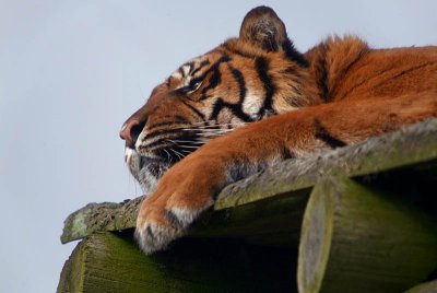 Resting Sumatran Tiger - Panthera Tigris Sumatrae - Howletts 02