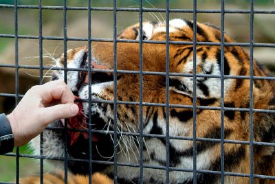 Tiger Being Fed Howletts