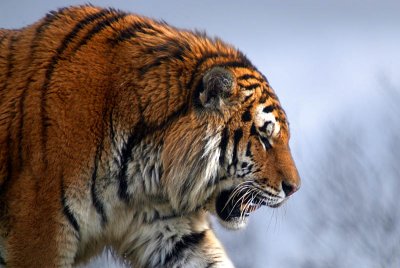 Sumatran Tiger - Panthera Tigris Sumatrae - Howletts