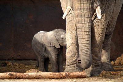 Baby African Elephant - Loxodonta Africana - Howletts