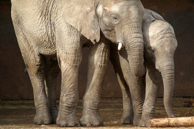 Two Young African Elephants - Loxodonta Africana - Howletts