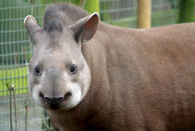 Brazilian Tapir - Tapirus Terrestris - Howletts