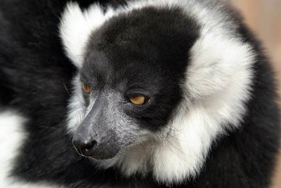 Black and White Ruffed Lemur - Varecia Variegata Variegata - Howletts 02