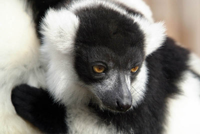 Black and White Ruffed Lemur - Varecia Variegata Variegata - Howletts 03