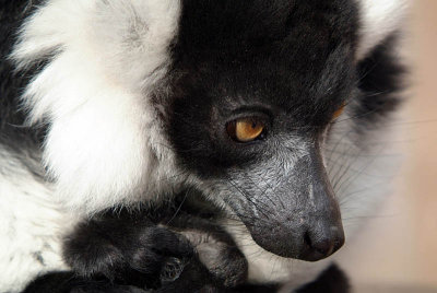 Black and White Ruffed Lemur - Varecia Variegata Variegata - Howletts 01