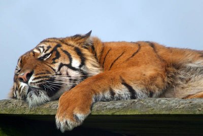 Resting Sumatran Tiger - Panthera Tigris Sumatrae - Howletts