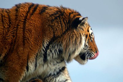 Sumatran Tiger - Panthera Tigris Sumatrae - Howletts 02