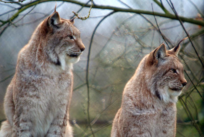 Lynx - Felis Lynx - Howletts
