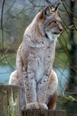 Lynx - Felis Lynx - Howletts 02