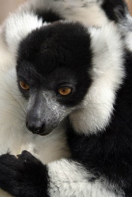 Black and White Ruffed Lemur - Varecia Variegata Variegata - Howletts 04