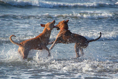 Dogs Fighting in the Sea Arambol