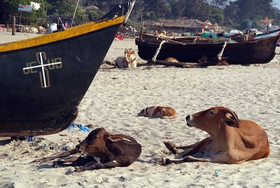 Cows and Boats Arambol