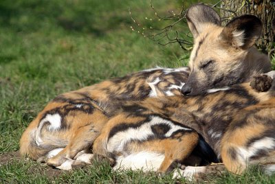 Sleeping African Wild Dog - Lycaon Pictus - Howletts 02
