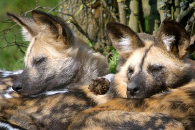 Sleeping African Wild Dogs - Lycaon Pictus - Howletts