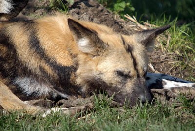 Sleeping African Wild Dog - Lycaon Pictus - Howletts