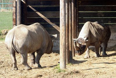 Black Rhino Face Off - Diceros Bicornis Michaeli - Howletts